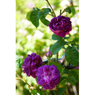 Rosier ancien - Cardinal de Richelieu - ©Roses Guillot®
