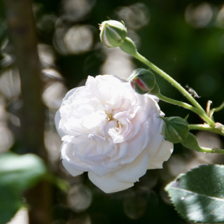 Rosier ancien - Caroline Marniesse - ©Roses Guillot®