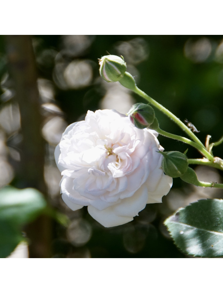 Rosier ancien - Caroline Marniesse - ©Roses Guillot®