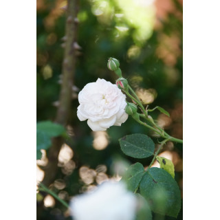 Rosier ancien - Caroline Marniesse - ©Roses Guillot®