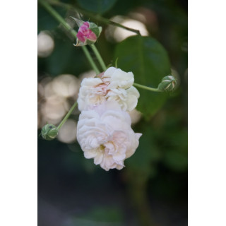 Rosier ancien - Caroline Marniesse - ©Roses Guillot®