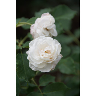 Rosier ancien - Caroline Marniesse - ©Roses Guillot®