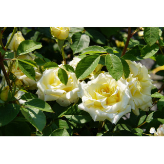 Rosier Guillot® Générosa® - Claudia Cardinale®