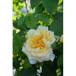 Rosier Guillot® Générosa® - Claudia Cardinale®