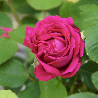 Rosier ancien Guillot® - Comtesse d'Oxford - ©Roses Guillot®