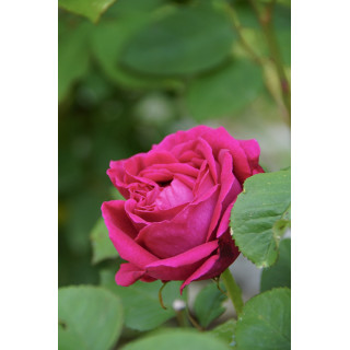 Rosier ancien Guillot® - Comtesse d'Oxford - ©Roses Guillot®