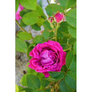 Rosier ancien Guillot® - Comtesse d'Oxford - ©Roses Guillot®