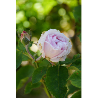 Rosier ancien Guillot® - Comtesse de Barbentane