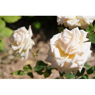 Rosier ancien Guillot® - Comtesse de Cassagne - ©Roses Guillot® 