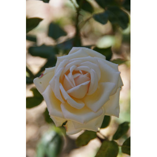 Rosier ancien Guillot® - Comtesse de Cassagne - ©Roses Guillot® 