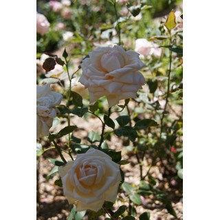 Rosier ancien Guillot® - Comtesse de Cassagne - ©Roses Guillot® 
