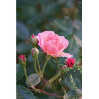 Rosier ancien - Cornélia - ©Roses Guillot®