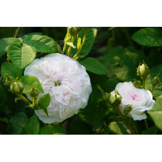 Rosier ancien - Cuisse de Nymphe - ©Roses Guillot®