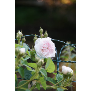 Rosier ancien - Cuisse de Nymphe - ©Roses Guillot®