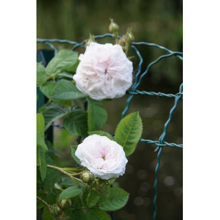 Rosier ancien - Cuisse de Nymphe - ©Roses Guillot®