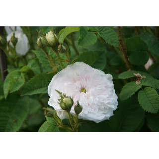 Rosier ancien - Cuisse de Nymphe - ©Roses Guillot®