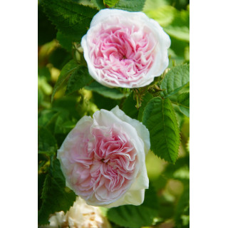 Cuisse de Nymphe Emue - ©Roses Guillot®