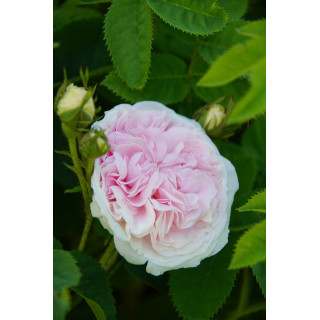 Cuisse de Nymphe Emue - ©Roses Guillot®