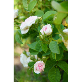 Cuisse de Nymphe Emue - ©Roses Guillot®