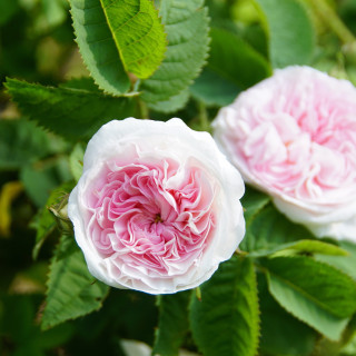 Cuisse de Nymphe Emue - ©Roses Guillot®