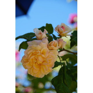 Rosier grimpant ancien - Desprez à Fleurs Jaunes - ©Roses Guillot®