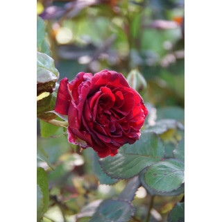 Rosier Guillot® Générosa® - Dino de Laurentiis® - ©Roses Guillot®