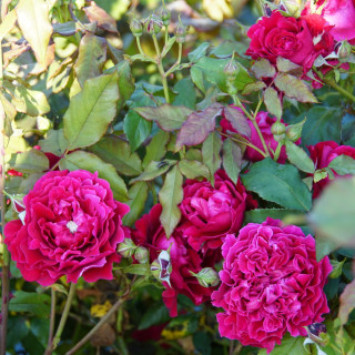 Rosier Guillot® Générosa® - Dino de Laurentiis® - ©Roses Guillot®