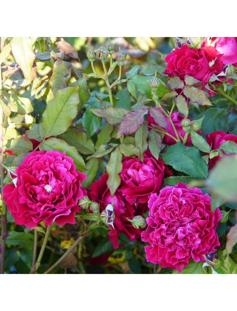 Rosier Guillot® Générosa® - Dino de Laurentiis® - ©Roses Guillot®