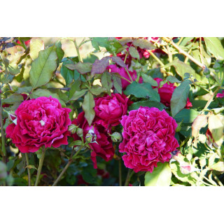 Rosier Guillot® Générosa® - Dino de Laurentiis® - ©Roses Guillot®