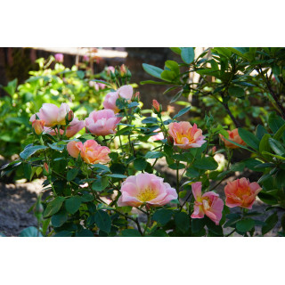 Rosier Terre des Roses® - Edouard Guillot® - ©Roses Guillot®