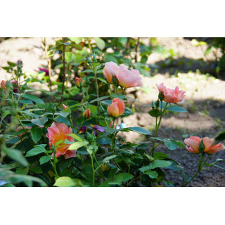 Rosier Terre des Roses® - Edouard Guillot® - ©Roses Guillot®