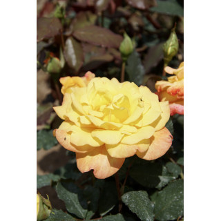 Rosier Hybride de Thé Guillot® - Rio Samba - ©Roses Guillot®
