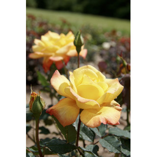 Rosier Hybride de Thé Guillot® - Rio Samba - ©Roses Guillot®
