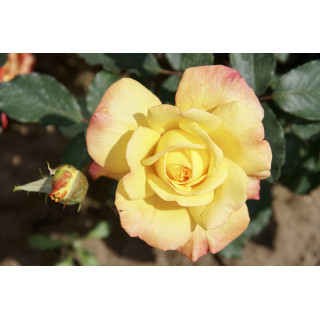 Rosier Hybride de Thé Guillot® - Rio Samba - ©Roses Guillot®