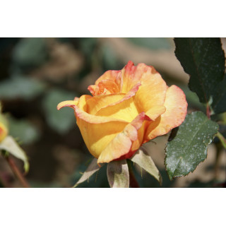 Rosier Hybride de Thé Guillot® - Rio Samba - ©Roses Guillot®
