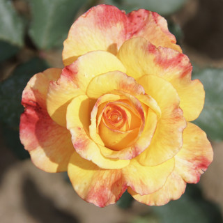 Rosier Hybride de Thé Guillot® - Rio Samba - ©Roses Guillot®