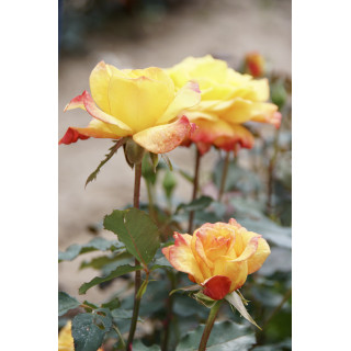 Rosier Hybride de Thé Guillot® - Rio Samba - ©Roses Guillot®