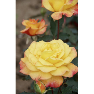 Rosier Hybride de Thé Guillot® - Rio Samba - ©Roses Guillot®