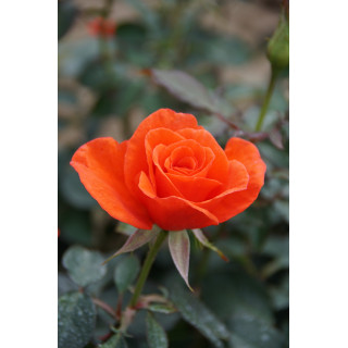 Rosier Hybride de Thé Guillot® - Candelabra®
