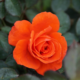 Rosier Hybride de Thé Guillot® - Candelabra®