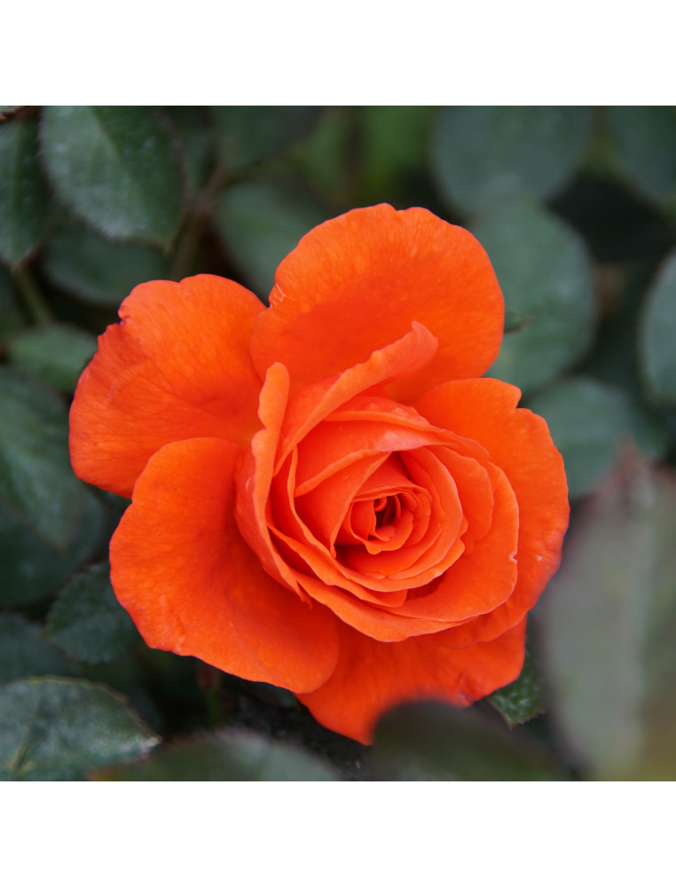 Rosier Hybride de Thé Guillot® - Candelabra®
