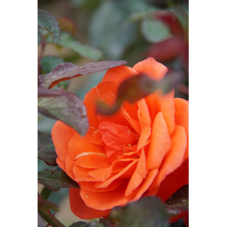 Rosier Hybride de Thé Guillot® - Candelabra®