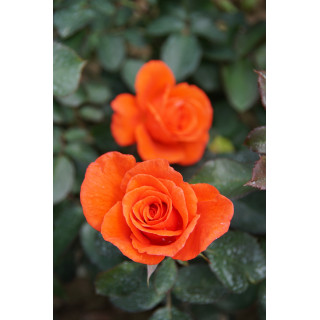 Rosier Hybride de Thé Guillot® - Candelabra®
