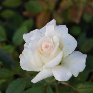 Rosier Guillot® Grandes fleurs - Corinna Schumacher
