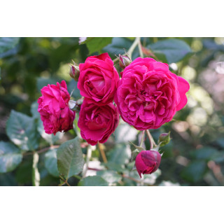 Rosier Guillot® Générosa® - Cybelle® - ©Roses Guillot®