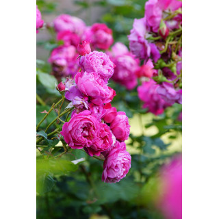 Rosier Guillot® Générosa® - Cybelle® - ©Roses Guillot®