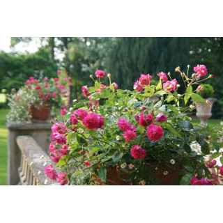 Rosier Terre des Roses® - Demitasse® - ©Roses Guillot®