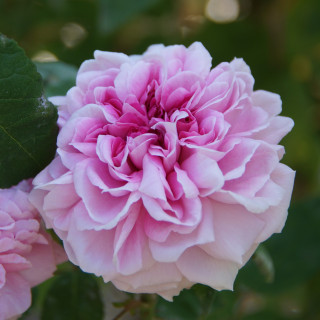 Rosier ancien - Enfant de France