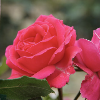 Rosier Grimpant Guillot® - High Society - ©Roses Guillot®