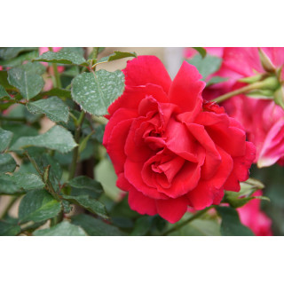 Rosier Grimpant Guillot® - High Society - ©Roses Guillot®